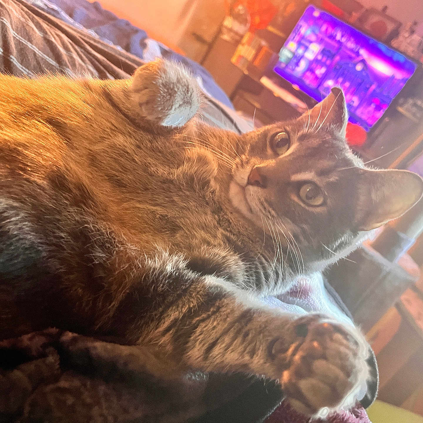 Mao Mao joined the competition — help win amazing prizes! animal, bed, blanket, cat, cozy, curious, ears, fur, furniture, home, indoor, living_room, paw, pet, purple_light, relaxed, screen, tabby_cat, television, whiskers