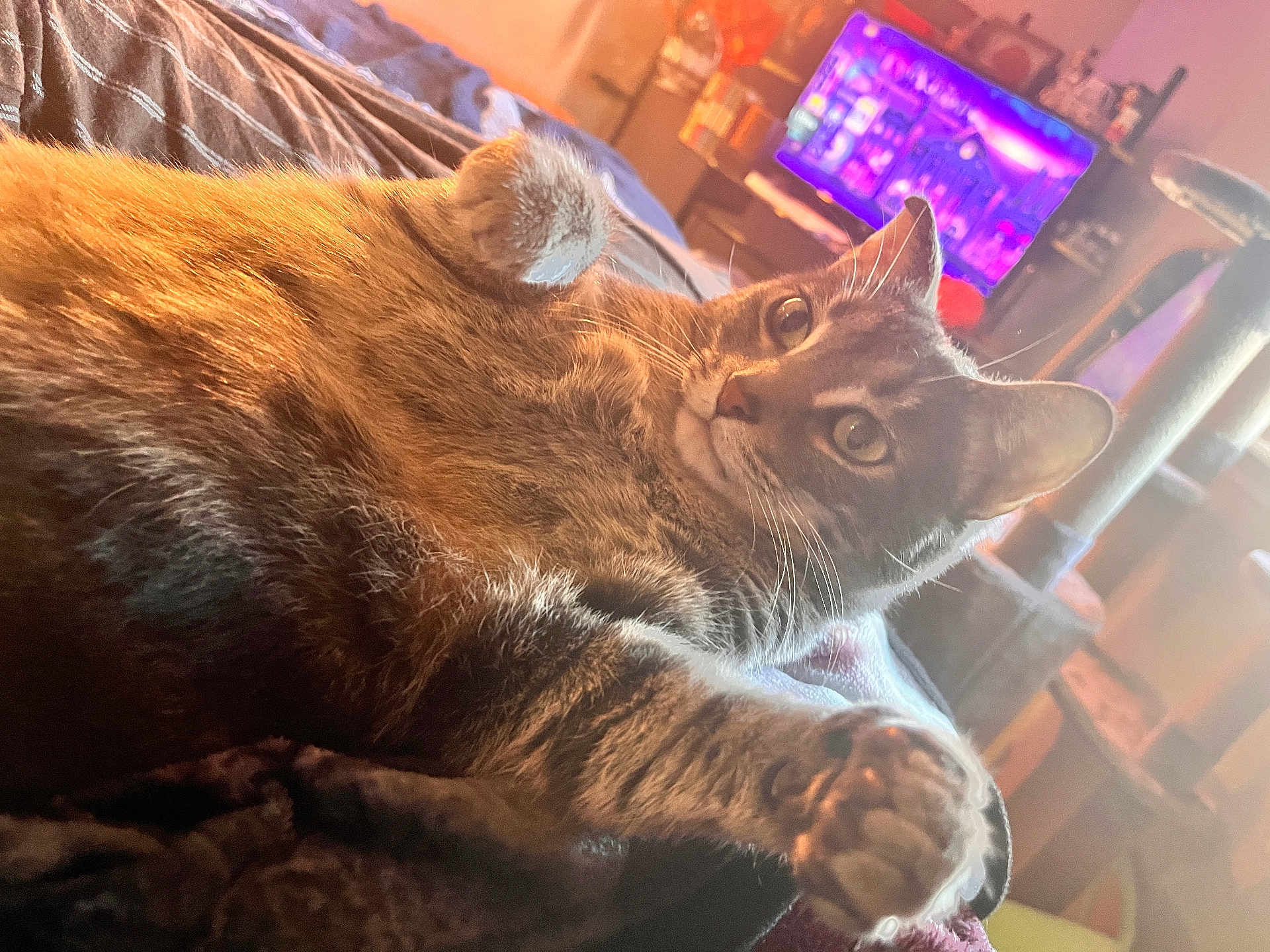 Mao Mao joined the competition — help win amazing prizes! animal, bed, blanket, cat, cozy, curious, ears, fur, furniture, home, indoor, living_room, paw, pet, purple_light, relaxed, screen, tabby_cat, television, whiskers