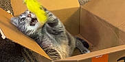 Mao Mao joined the competition — help win amazing prizes! animal, cardboard_box, carpet, cat, dining_room, domestic_animal, dresser, feather_toy, feline, folded_clothes, fun, furniture, gray_cat, household_items, indoor, pet, playful, tabby, toy, whiskers