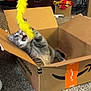 animal, cardboard_box, carpet, cat, dining_room, domestic_animal, dresser, feather_toy, feline, folded_clothes, fun, furniture, gray_cat, household_items, indoor, pet, playful, tabby, toy, whiskers