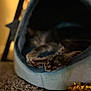 Mao Mao is registered to the contest to win money with this photo: animal, blurry, carpet, cat, close_up, comfort, cozy, cute, dim_light, feline, home, indoor, paws, pet_cave, relaxed, resting, sleeping_spot, soft_furniture, tabby, toy