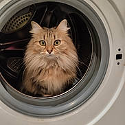 Fifille a rejoint le concours — aidez-le/la à gagner de superbes lots ! cat, fluffy_cat, washing_machine, household, curious, pet, indoor, appliance, circular_door, feline, domestic_animal, fur, whiskers, eyes, close_up, container, home, cute, mammal, isolated