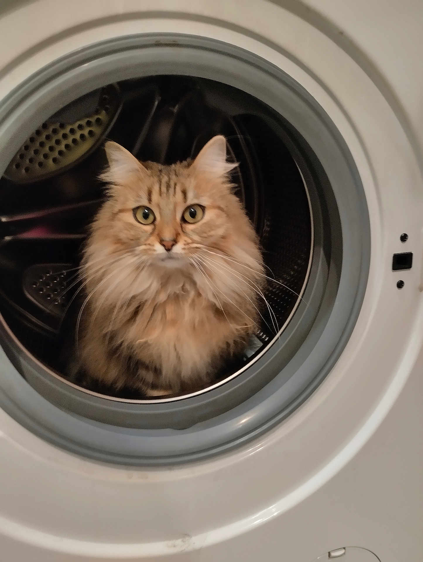 Fifille a rejoint le concours — aidez-le/la à gagner de superbes lots ! cat, fluffy_cat, washing_machine, household, curious, pet, indoor, appliance, circular_door, feline, domestic_animal, fur, whiskers, eyes, close_up, container, home, cute, mammal, isolated