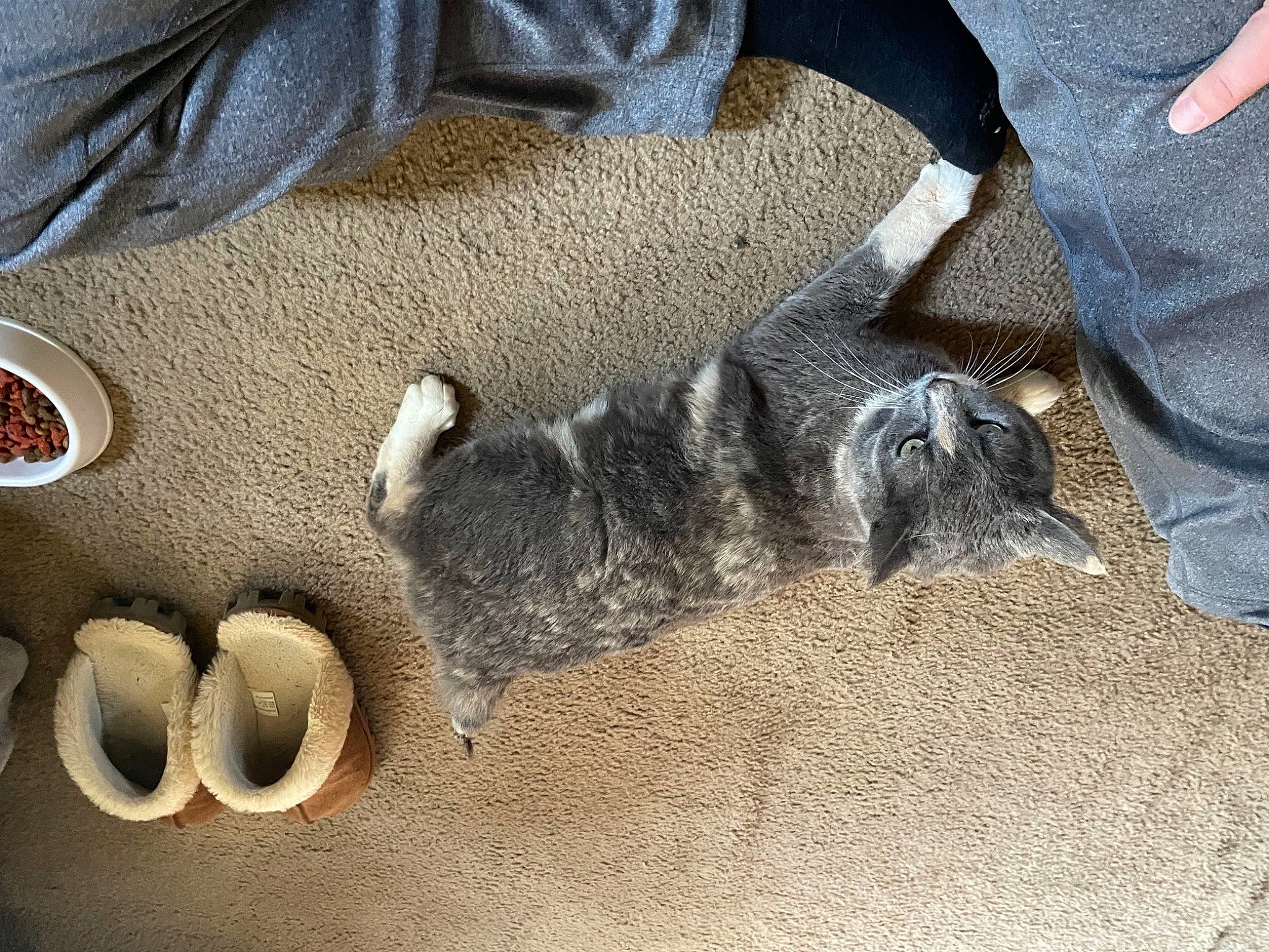 Angelica is registered to the contest to win money with this photo: carnivore, cat, claw, comfort, denim, domestic_short_haired_cat, felidae, flooring, foot, fur, grey, human_leg, paw, small_to_medium_sized_cats, soil, sporting_group, tail, terrestrial_animal, whiskers, wood