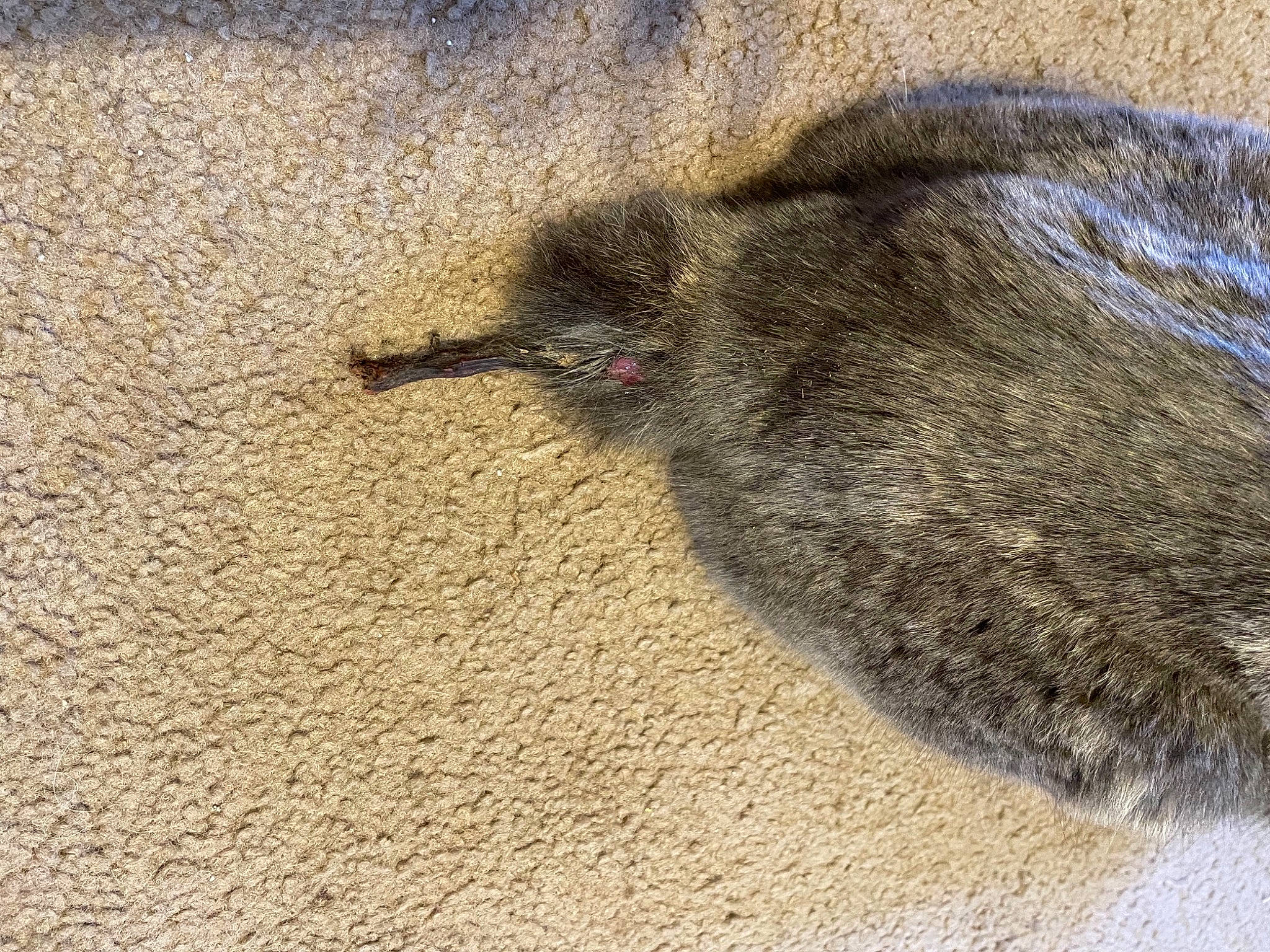 Angelica is registered to the contest to win money with this photo: asphalt, beach, claw, felidae, flooring, foot, fur, grass, insect, landscape, marsupial, paw, pest, road_surface, sand, shadow, soil, tail, terrestrial_animal, whiskers