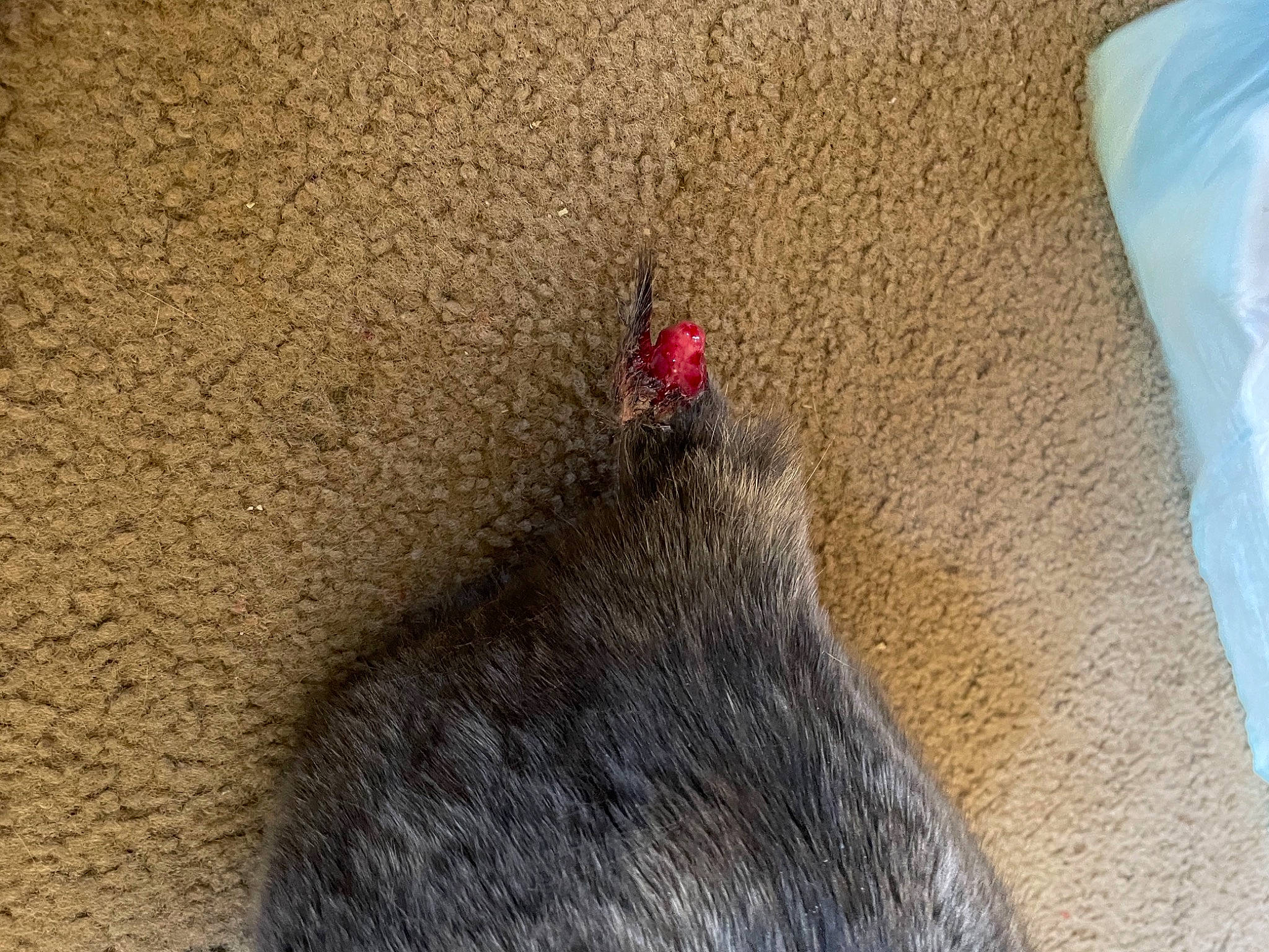 Angelica joined the competition — help win amazing prizes! asphalt, concrete, fashion_accessory, fawn, floor, flooring, foot, fur, grass, grey, paw, road_surface, sand, shadow, snout, soil, tail, whiskers, wood, wool
