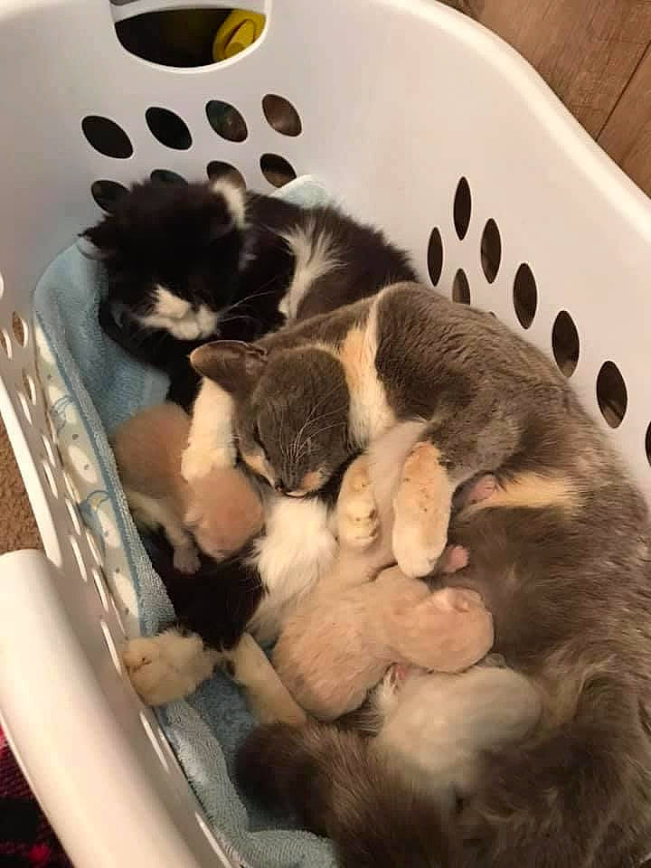 Angelica is registered to the contest to win money with this photo: automotive_design, automotive_tire, canidae, carnivore, cat_supply, comfort, companion_dog, dog_breed, felidae, fur, mammal, paw, rim, small_to_medium_sized_cats, sporting_group, tail, terrestrial_animal, toy, vertebrate, whiskers