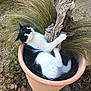 cat, black_and_white, plant_pot, grass, wood, outdoor, nature, pet, fur, whiskers, claw, relaxed, curious, terracotta, ground, leaves, gravel, garden, animal, resting