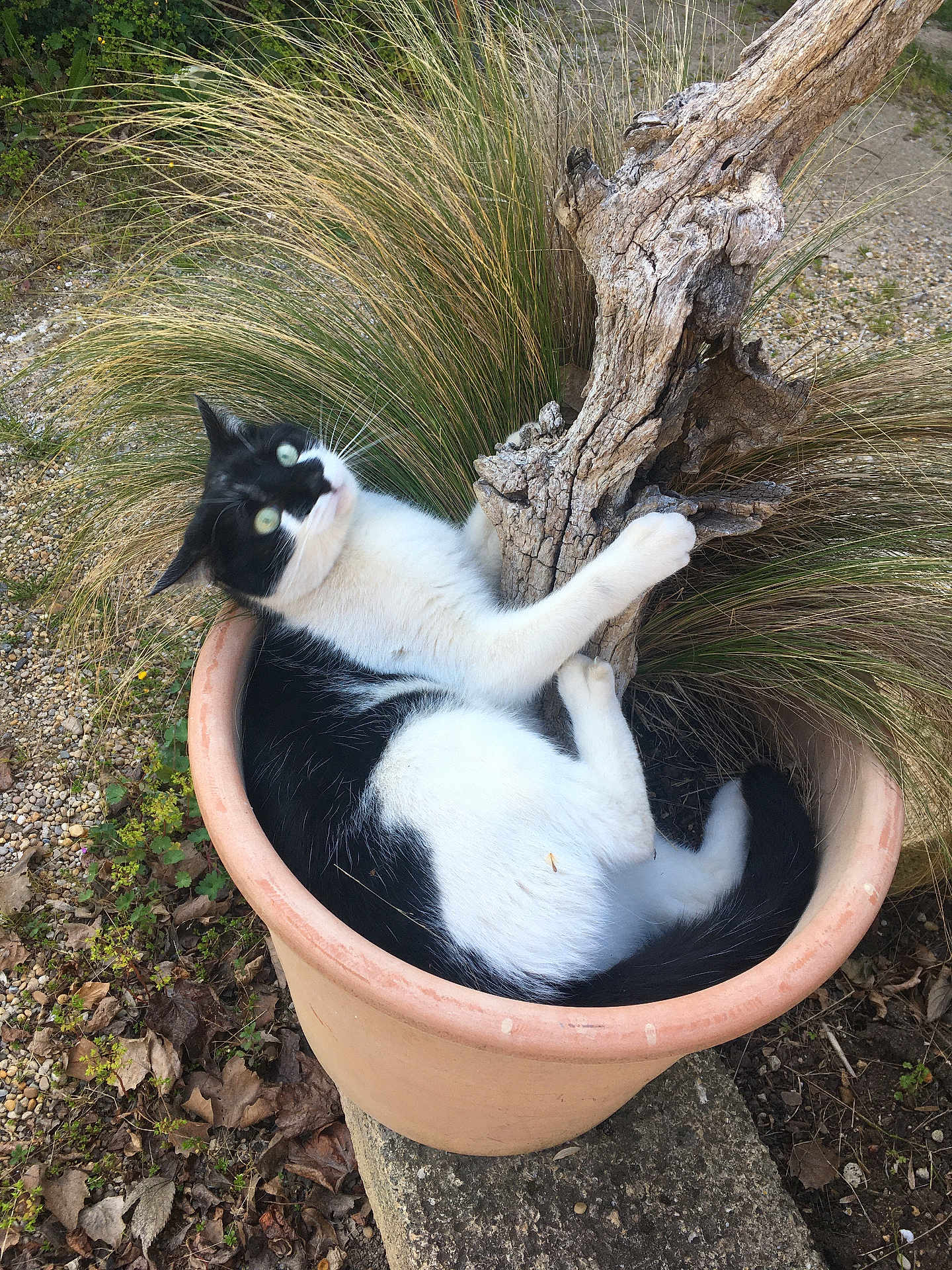 Cachou participe au concours pour gagner de l'argent avec cette photo : cat, black_and_white, plant_pot, grass, wood, outdoor, nature, pet, fur, whiskers, claw, relaxed, curious, terracotta, ground, leaves, gravel, garden, animal, resting