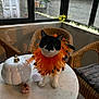 Cachou participe au concours pour gagner de l'argent avec cette photo : cat, black_and_white_cat, orange_collar, spiders, table, marble_table, pumpkin, white_pumpkin_container, wicker_chair, window, plants, fairy_lights, indoor, decor, floor, curious, pet, animal, festive, halloween