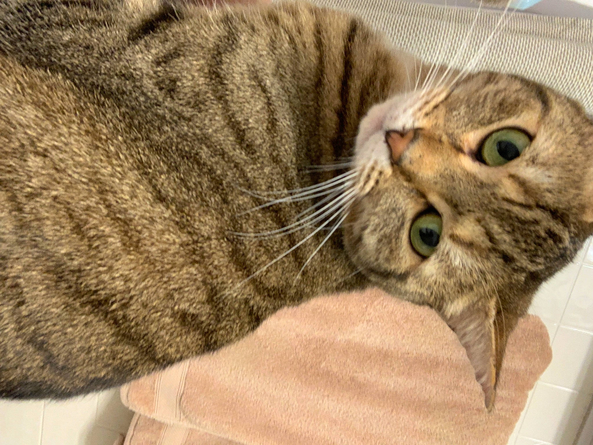 Sierra joined the competition — help win amazing prizes! american_shorthair, asian, australian_mist, california_spangled, carnivore, cat, domestic_short_haired_cat, dragon_li, european_shorthair, felidae, fur, mammal, pixie_bob, small_to_medium_sized_cats, snout, tabby_cat, whiskers