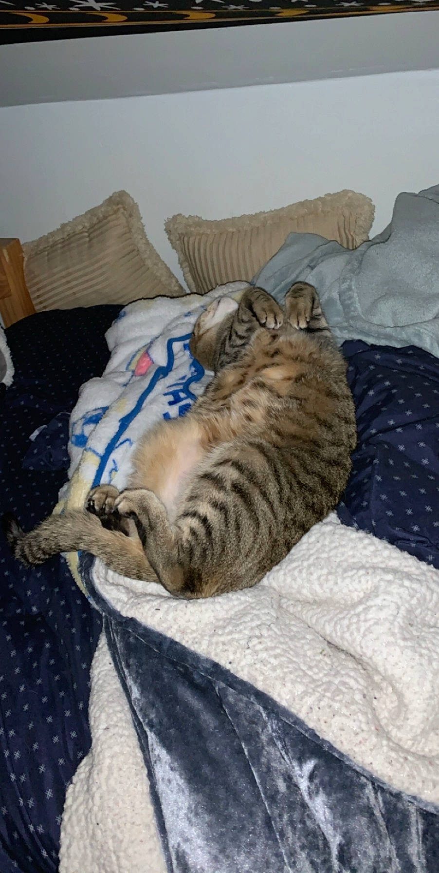 Sierra joined the competition — help win amazing prizes! carnivore, cat, comfort, domestic_short_haired_cat, dragon_li, egyptian_mau, european_shorthair, felidae, kitten, nap, ocicat, pixie_bob, small_to_medium_sized_cats, tabby_cat, whiskers