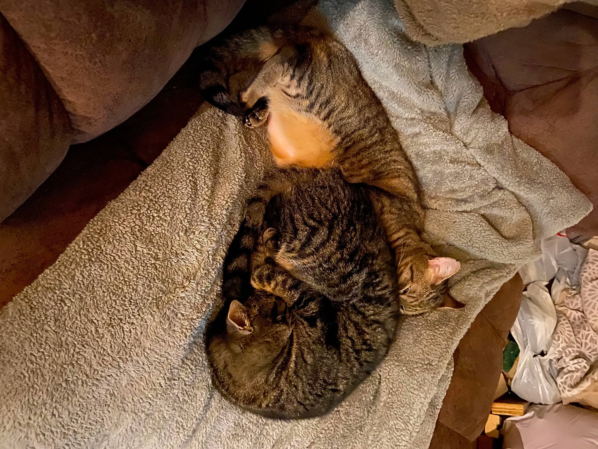 Manchego is registered to the contest to win money with this photo: carnivore, cat, claw, european_shorthair, felidae, fur, kitten, paw, pixie_bob, small_to_medium_sized_cats, tabby_cat, whiskers