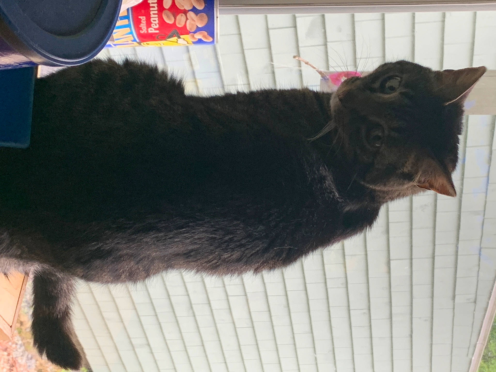 Manchego is registered to the contest to win money with this photo: asian, black_cat, bombay, canidae, carnivore, cat, domestic_short_haired_cat, felidae, korat, mammal, small_to_medium_sized_cats, tail, whiskers