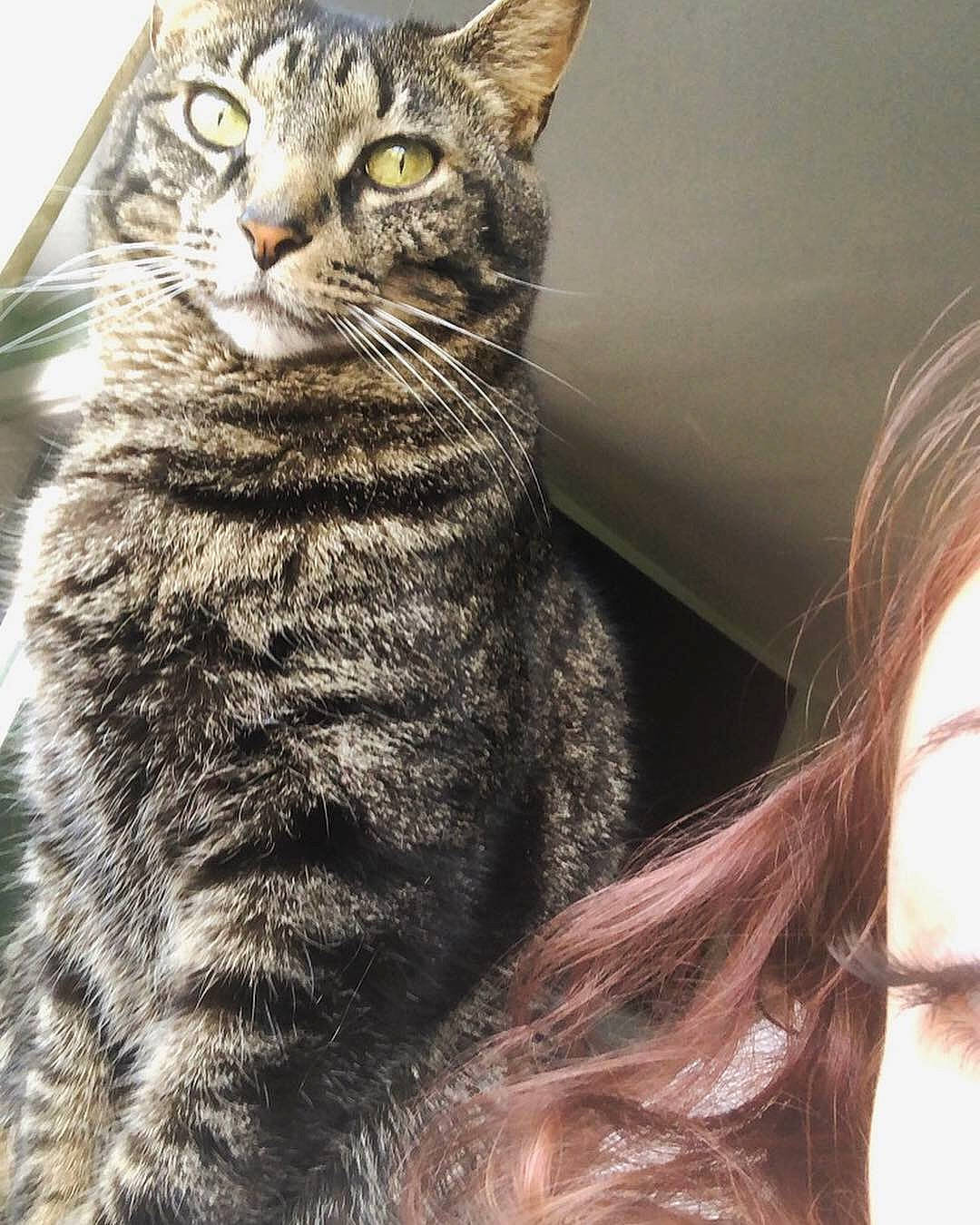 Manchego joined the competition — help win amazing prizes! american_bobtail, american_shorthair, american_wirehair, asian, california_spangled, carnivore, cat, domestic_short_haired_cat, dragon_li, egyptian_mau, european_shorthair, felidae, fur, maine_coon, mammal, pixie_bob, small_to_medium_sized_cats, snout, tabby_cat, whiskers