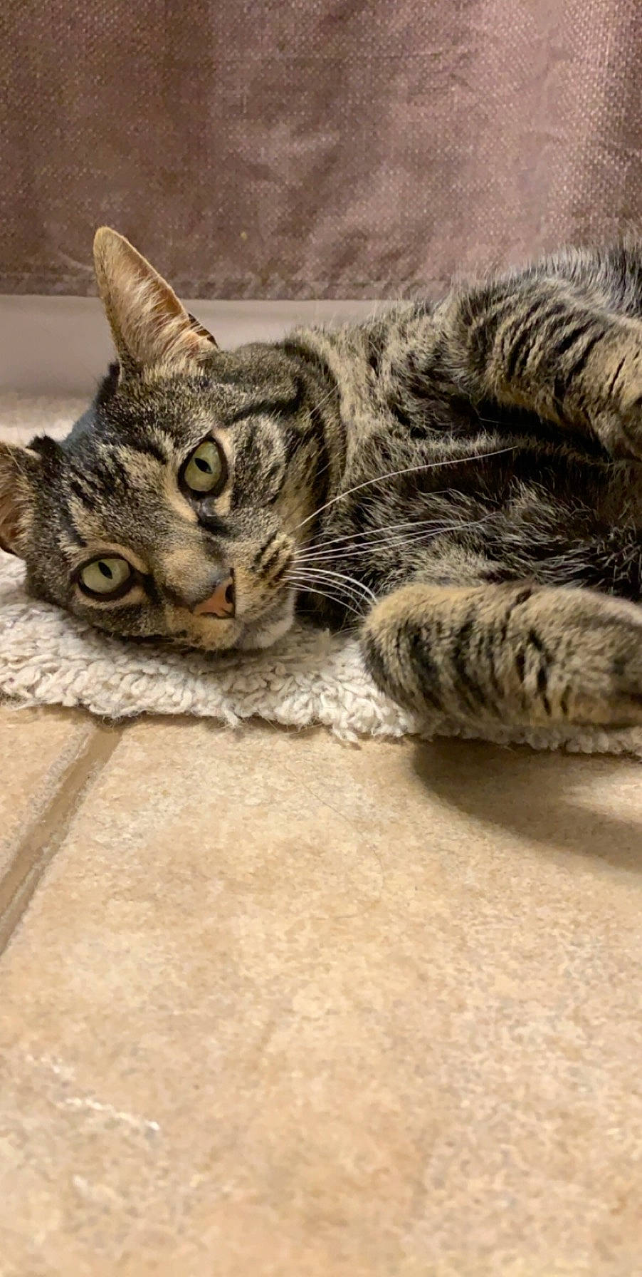 Manchego joined the competition — help win amazing prizes! aegean_cat, american_shorthair, asian, bengal, california_spangled, carnivore, cat, domestic_short_haired_cat, dragon_li, egyptian_mau, european_shorthair, felidae, kitten, mammal, pixie_bob, small_to_medium_sized_cats, snout, tabby_cat, toyger, whiskers