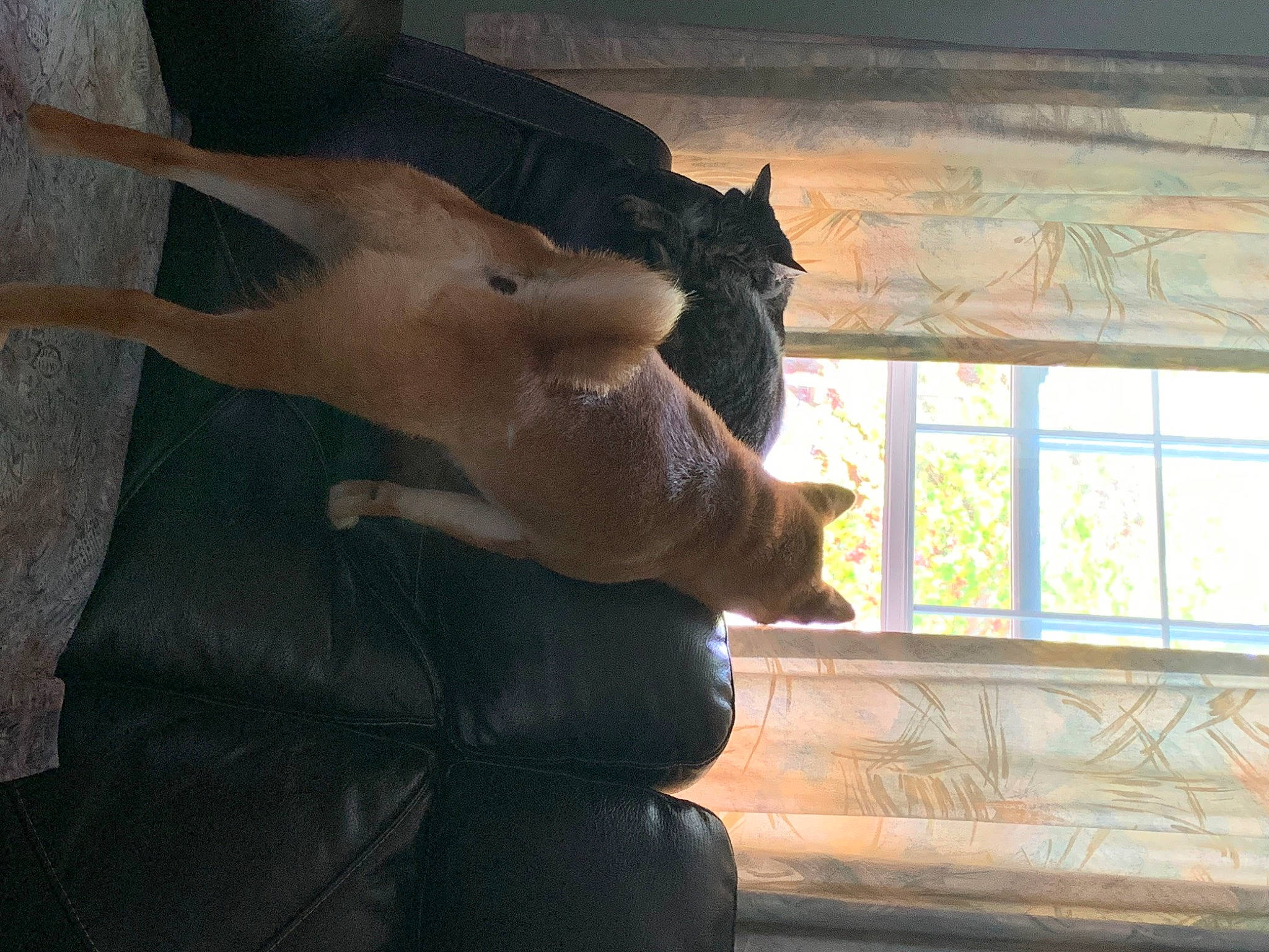 Dawson is registered to the contest to win money with this photo: black_cat, carnivore, cat, fawn, felidae, gesture, hand, leg, small_to_medium_sized_cats, window