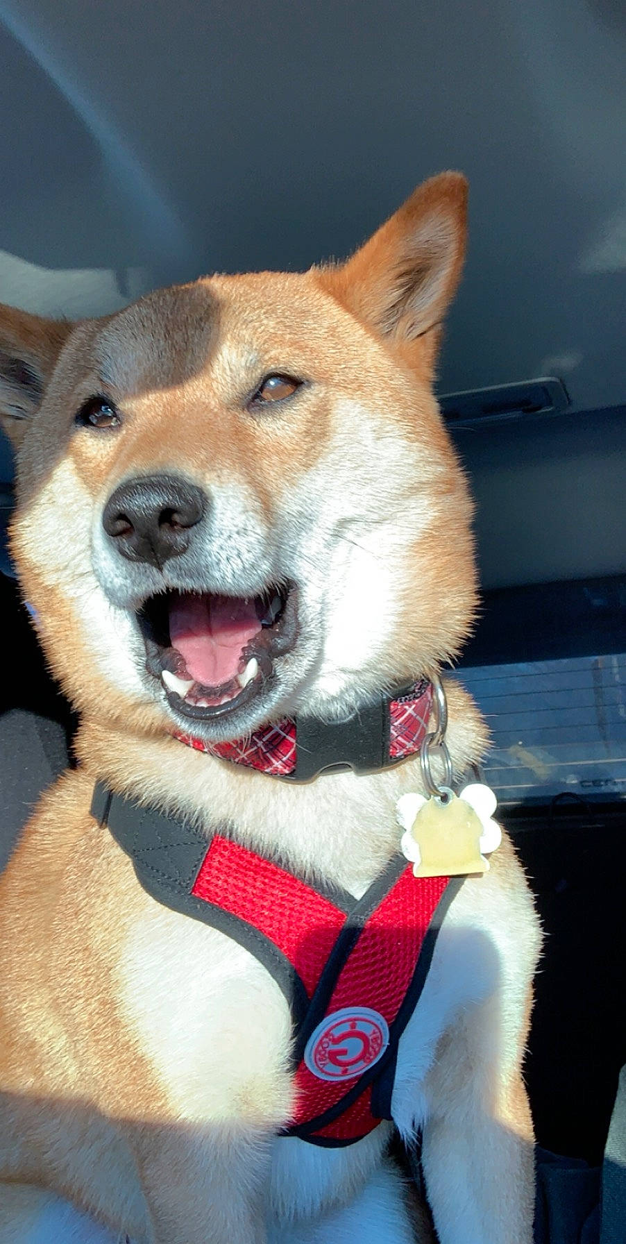 Dawson is registered to the contest to win money with this photo: akita, akita_inu, ancient_dog_breeds, canaan_dog, canidae, carnivore, collar, dog, dog_breed, hokkaido, korean_jindo_dog, mammal, mouth, non_sporting_group, rare_breed_dog, shiba_inu, shikoku, snout, spitz, vertebrate