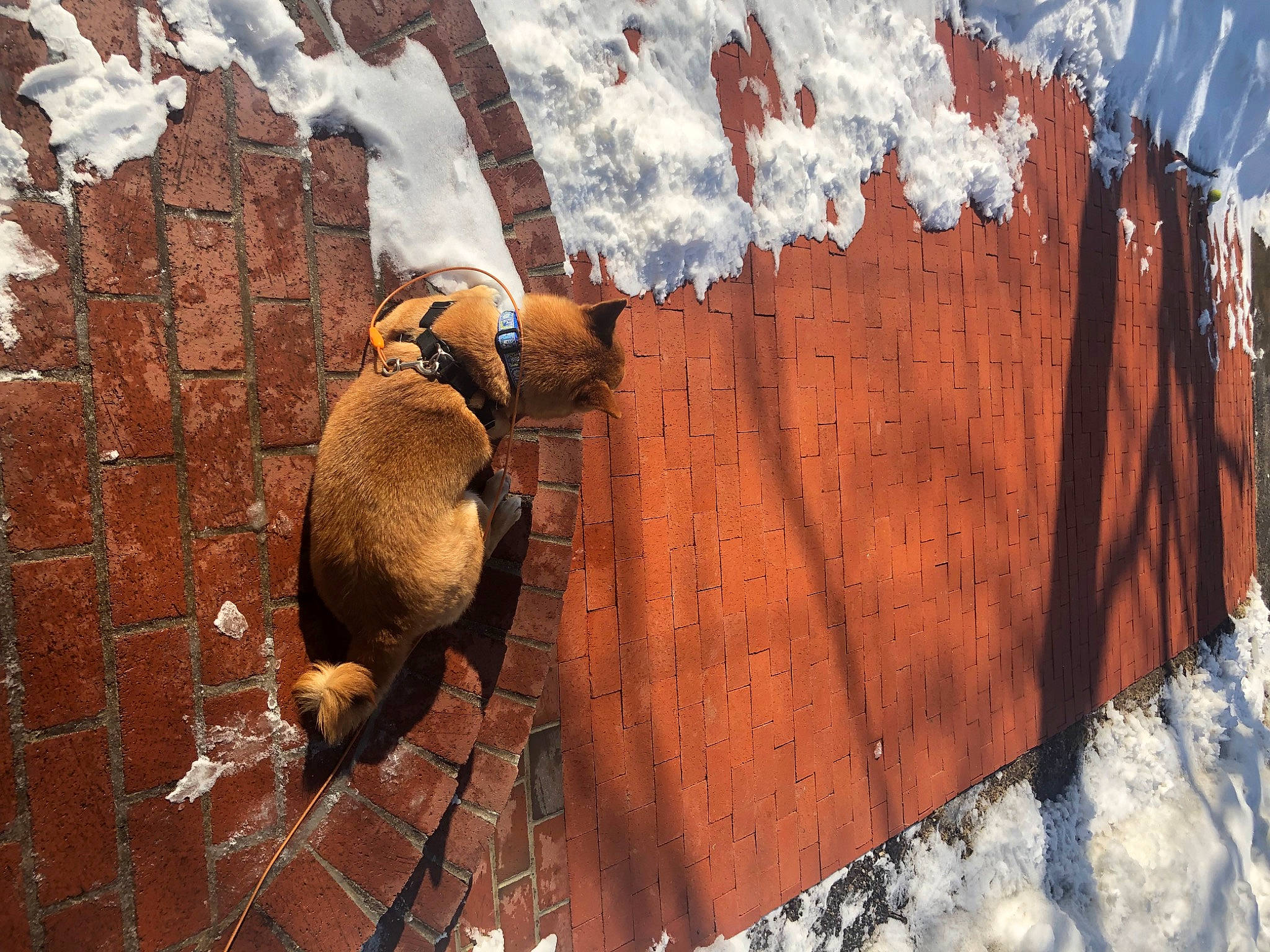 Dawson is registered to the contest to win money with this photo: fawn, rock, snout, wood