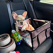 Brûlée is registered to the contest to win money with this photo: dog, puppy, french_bulldog, pet_carrier, car_interior, back_seat, pet_bowls, seat_belt, tissue_pack, red_heart_object, window, sunlight, black_seat, pink_harness, mesh_side, fabric, resting, cute, young_dog, vehicle