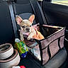 dog, puppy, french_bulldog, pet_carrier, car_interior, back_seat, pet_bowls, seat_belt, tissue_pack, red_heart_object, window, sunlight, black_seat, pink_harness, mesh_side, fabric, resting, cute, young_dog, vehicle