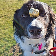 Michelle participe au concours pour gagner de l'argent avec cette photo : animal, balance, black_and_white, closeup, collar, cute, dog, ears, eyes, focus, fur, grass, leash, nose, obedient, outdoor, pet, sunlight, treat, wooden_plank