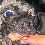 Pepe joined the competition — help win amazing prizes! dog, pug, close_up, face, eyes, mouth, hand, nails, treat, pet, animal, snack, indoor, fur, tongue, cute, expression, focus, playful, funny