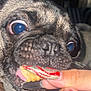 dog, pug, close_up, face, eyes, mouth, hand, nails, treat, pet, animal, snack, indoor, fur, tongue, cute, expression, focus, playful, funny