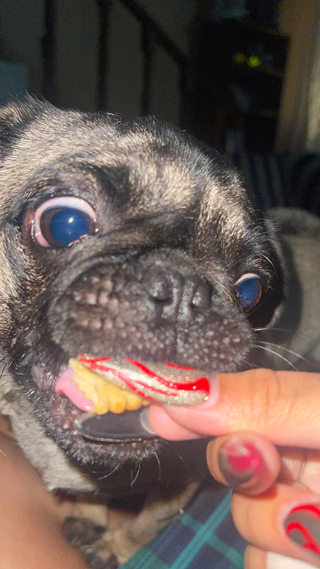 Pepe joined the competition — help win amazing prizes! dog, pug, close_up, face, eyes, mouth, hand, nails, treat, pet, animal, snack, indoor, fur, tongue, cute, expression, focus, playful, funny