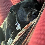 Sochi Pie is registered to the contest to win money with this photo: animal, black_dog, close_up, collar, comfort, couch, cozy, dog, domestic_animal, fur, furry, home, indoor, nap, paw, pet, relaxed, resting, sleeping, white_paws