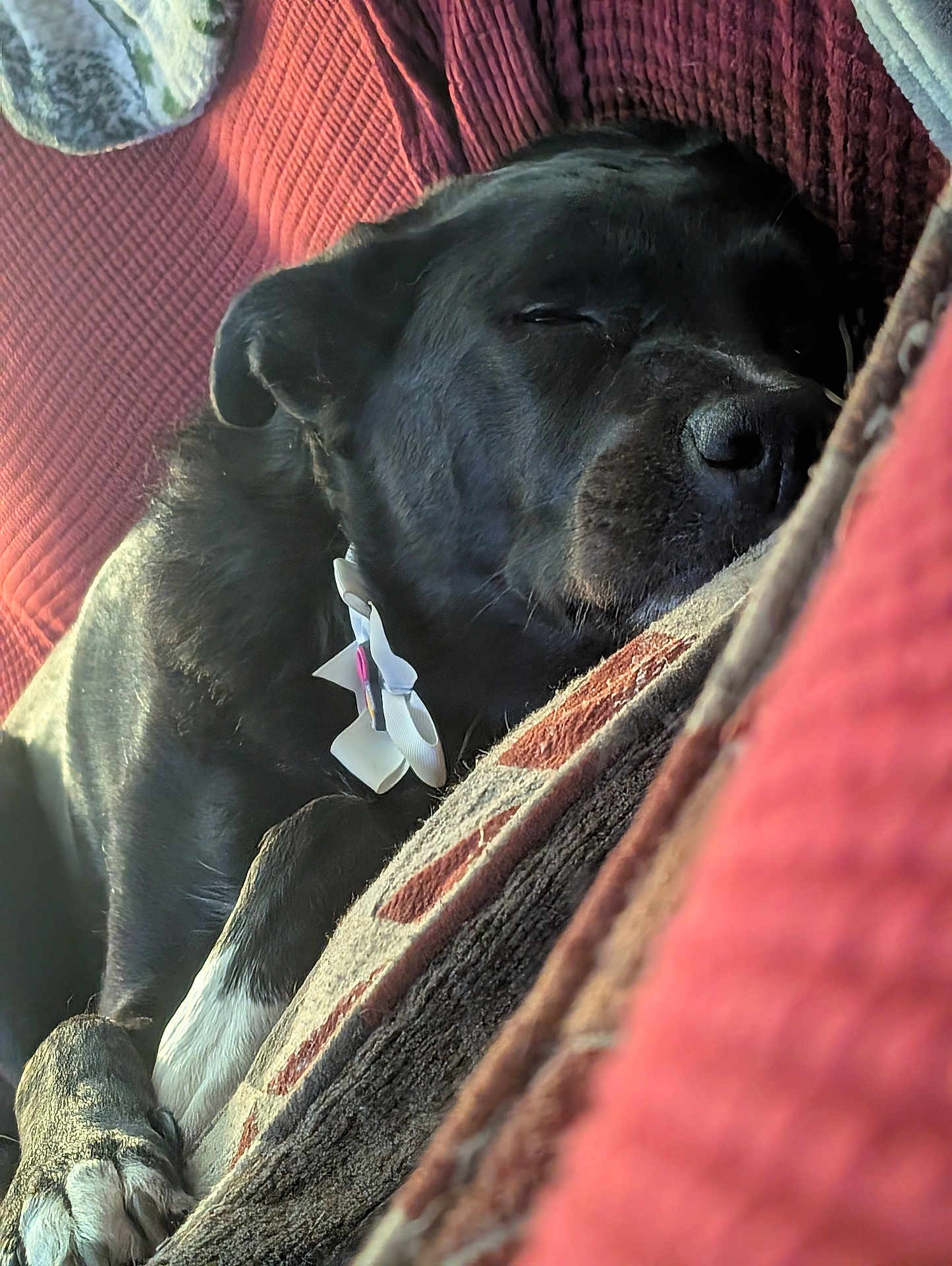 Sochi Pie is registered to the contest to win money with this photo: animal, black_dog, close_up, collar, comfort, couch, cozy, dog, domestic_animal, fur, furry, home, indoor, nap, paw, pet, relaxed, resting, sleeping, white_paws