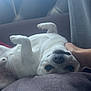 dog, white_dog, upside_down, couch, hand, petting, window, curtain, relaxed, indoor, fur, snout, paw, animal, cozy, light, soft_light, home, resting, cute