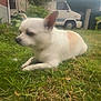 dog, grass, outdoor, pet, animal, white, tan, small_dog, chihuahua, laying_down, yard, flower, camper_van, vehicle, cloudy_sky, plant, fence, nature, relaxing, daytime