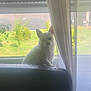 dog, white_dog, small_dog, couch, backrest, window, curtain, sheer_curtain, garden, plants, greenery, daylight, indoor, pet, sitting, light, shadow, furniture, home, cozy