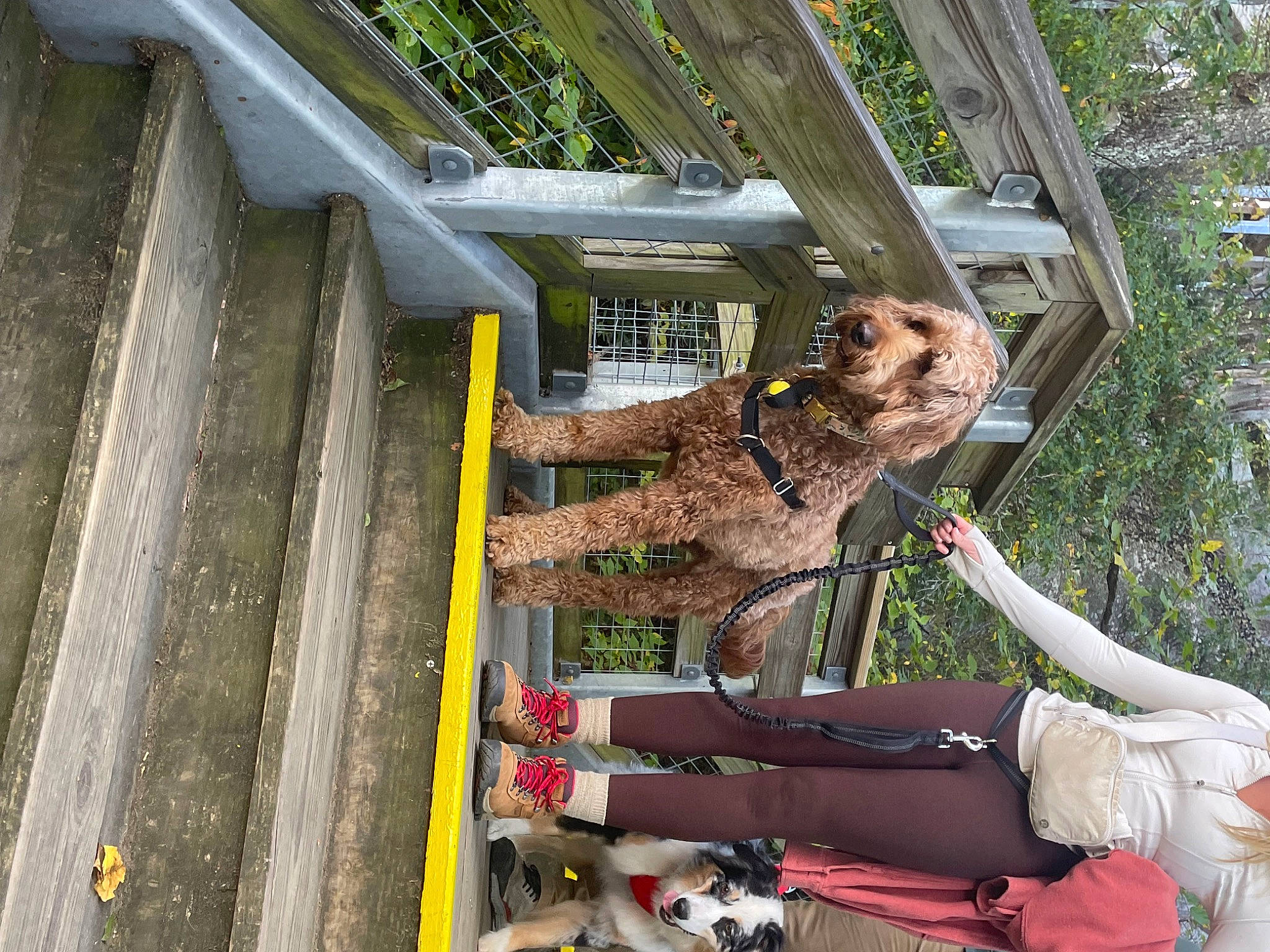 Sandra joined the competition — help win amazing prizes! building, door, facade, fawn, felidae, fun, fur, house, metal, plant, sporting_group, tree, walking_shoe, wood