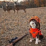 animal, autumn, brown_and_white, canine, cap, cute, deer, dog, farm_field, field, grass, hunter, hunting_dog, nature, orange_clothing, outdoor, pet, rifle, trees, wildlife