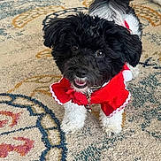 Maddie is registered to the contest to win money with this photo: dog, black_and_white, small_dog, cute, pet, indoor, carpet, patterned_rug, red_clothing, festive_outfit, happy, looking_up, fur, animal, companion, domestic_animal, playful, friendly, adorable, house_pet