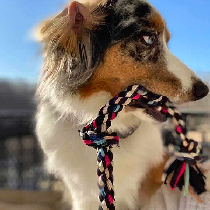 Willow Grace is registered to the contest to win money with this photo: dog, rope_toy, animal, pet, close_up, outdoor, blue_sky, fur, playful, attention, profile, canine, cute, domestic_animal, colorful, toy, looking_away, daylight, nature, ears