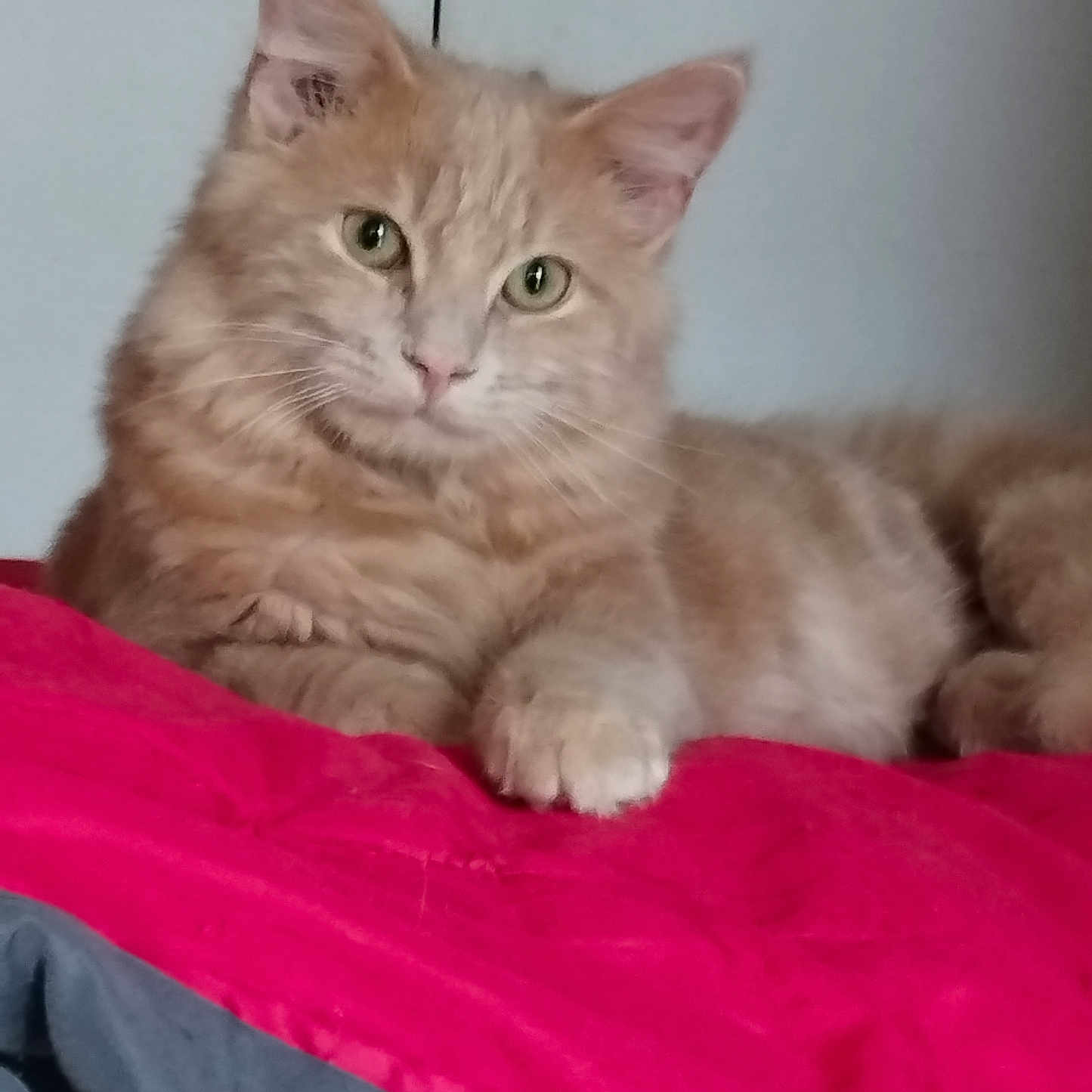 Félix participe au concours pour gagner de l'argent avec cette photo : abyssinian, angora, animal, bed, bedroom, blanket, cat, couch, cushion, furniture, homedecor, indoors, kitten, linen, manx, pet, quilt, room, siamese, wood