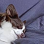 animal, blanket, brown_and_white, canine, close_up, comfort, cozy, cute, dog, ear, fur, indoors, nap, peaceful, pet, relaxing, resting, sleeping, snout, textured
