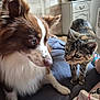 animal, cat, closeup, companion, couch, curious, dog, ears, footwear, fur, furniture, furry, home, indoor, looking, nose, paw, person, pet, whiskers