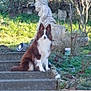 animal, canine, daylight, dog, ears, foliage, fur, garden, gnome, grass, greenery, nature, outdoor, pet, plant, quiet, sitting, stairs, statue, stone