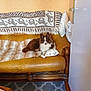 animal, blanket, brown, carpet, couch, cozy, dog, door, fur, furniture, home, indoor, leather, pattern, pet, pillow, relaxing, throw, white, wood