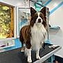 alert, animal, blue_walls, brown_and_white, clean_room, curious, dog, ears_up, fur, furry, grooming_table, grooming_tools, indoor, leash, natural_light, pet, pet_bed, standing, white_walls, window