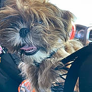 Gidget is registered to the contest to win money with this photo: adult, affenpinscher, animal, bodypart, bulldog, canine, car, dog, female, machine, mouth, person, pet, poodle, puppy, teeth, terrier, transportation, vehicle, woman