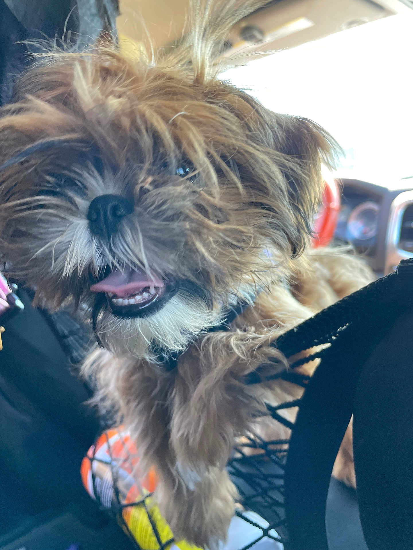 Gidget