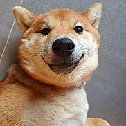 Tya a rejoint le concours — aidez-le/la à gagner de superbes lots ! dog, shiba_inu, pet, animal, close_up, smiling, lying_down, fur, whiskers, ears, nose, floor, tile, cute, friendly, canine, mammal, face, portrait, domestic_animal