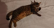 Yeimy a rejoint le concours — aidez-le/la à gagner de superbes lots ! cat, tabby, pet, animal, feline, lying_down, relaxed, sleepy, raised_paw, fur, striped, whiskers, ears, tail, belly, bed, blanket, indoors, cozy, portrait