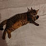 cat, tabby, pet, animal, feline, lying_down, relaxed, sleepy, raised_paw, fur, striped, whiskers, ears, tail, belly, bed, blanket, indoors, cozy, portrait