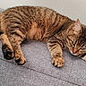 Yeimy a rejoint le concours — aidez-le/la à gagner de superbes lots ! cat, tabby, pet, animal, couch, indoors, lying_down, relaxed, sleepy, paws, claws, whiskers, ears, fur, striped, brown, gray, portrait, domestic_cat, cozy